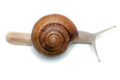 Cryptozona siamensis Thailand type 1 adult